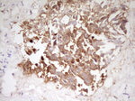 APOE Antibody in Immunohistochemistry (Paraffin) (IHC (P))