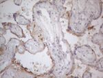 APOE Antibody in Immunohistochemistry (Paraffin) (IHC (P))