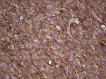 APOE Antibody in Immunohistochemistry (Paraffin) (IHC (P))