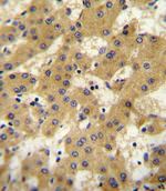 Apolipoprotein F Antibody in Immunohistochemistry (IHC)