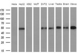 APOH Antibody in Western Blot (WB)