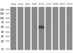 APOH Antibody in Western Blot (WB)