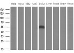 APOH Antibody in Western Blot (WB)