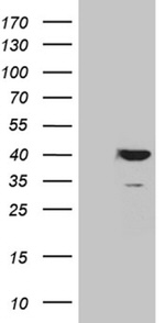 APOL1 Antibody in Western Blot (WB)