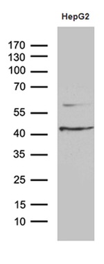 APOL1 Antibody in Western Blot (WB)