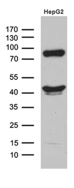 APOL1 Antibody in Western Blot (WB)