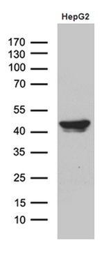 APOL1 Antibody in Western Blot (WB)