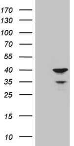 APOL1 Antibody in Western Blot (WB)