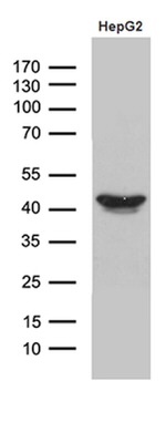 APOL1 Antibody in Western Blot (WB)
