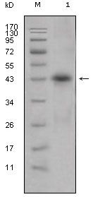Apolipoprotein L1 Monoclonal Antibody (1D4)