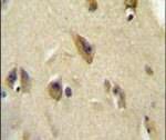 Apolipoprotein L6 Antibody in Immunohistochemistry (IHC)