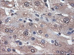 APOM Antibody in Immunohistochemistry (Paraffin) (IHC (P))