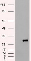 APOM Antibody in Western Blot (WB)