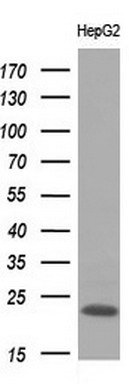 APOM Antibody in Western Blot (WB)