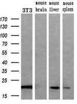 APOM Antibody in Western Blot (WB)