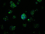 APP Antibody in Immunocytochemistry (ICC/IF)