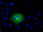 APP Antibody in Immunocytochemistry (ICC/IF)