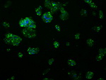 APP Antibody in Immunocytochemistry (ICC/IF)