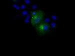 APP Antibody in Immunocytochemistry (ICC/IF)