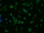 APP Antibody in Immunocytochemistry (ICC/IF)