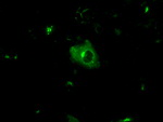 APP Antibody in Immunocytochemistry (ICC/IF)