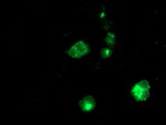 APP Antibody in Immunocytochemistry (ICC/IF)