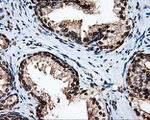 APP Antibody in Immunohistochemistry (Paraffin) (IHC (P))