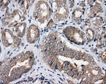 APP Antibody in Immunohistochemistry (Paraffin) (IHC (P))