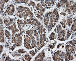 APP Antibody in Immunohistochemistry (Paraffin) (IHC (P))