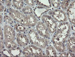 APP Antibody in Immunohistochemistry (Paraffin) (IHC (P))