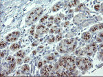 APP Antibody in Immunohistochemistry (Paraffin) (IHC (P))