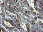 APP Antibody in Immunohistochemistry (Paraffin) (IHC (P))