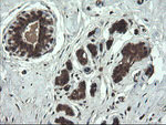 APP Antibody in Immunohistochemistry (Paraffin) (IHC (P))