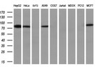 APP Antibody in Western Blot (WB)