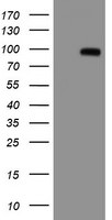 APP Antibody in Western Blot (WB)
