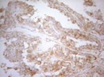APPL1 Antibody in Immunohistochemistry (Paraffin) (IHC (P))