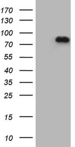 APPL1 Antibody in Western Blot (WB)