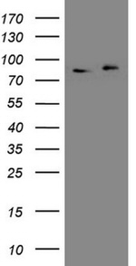 APPL1 Antibody in Western Blot (WB)