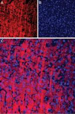 P2X2 Receptor Polyclonal Antibody, Atto™ 594