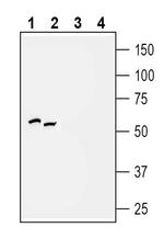 P2Y2 Receptor Polyclonal Antibody