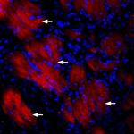 P2Y12 Receptor Polyclonal Antibody, Atto™ 594