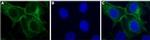 P2Y11 Receptor Polyclonal Antibody