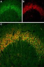 PTH2R (extracellular) Antibody in Immunohistochemistry (Frozen) (IHC (F))