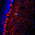 Prostaglandin E Receptor EP2/PTGER2 (extracellular) Polyclonal Antibody