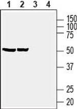 Prostaglandin E Receptor EP4 (PTGER4) Polyclonal Antibody