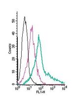 Prostacyclin Receptor (PTGIR) (extracellular) Polyclonal Antibody, FITC