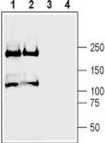 Plexin-A2 (extracellular) Polyclonal Antibody