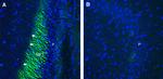 Plexin-A4 (extracellular) Antibody in Immunohistochemistry (Frozen) (IHC (F))