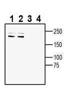 Plexin-A4 (extracellular) Antibody in Western Blot (WB)