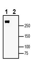 Plexin-A4 (extracellular) Antibody in Western Blot (WB)